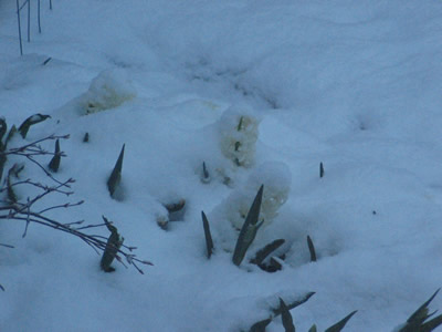 Snow Covered Hyacinths!